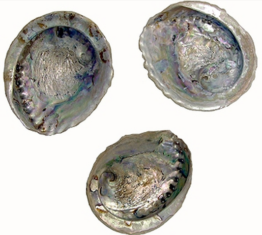 Whole Abalone shells ( Individual)